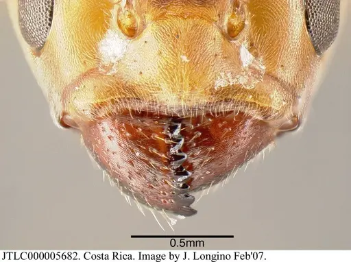 Azteca velox specimen JTLC000005682 image jtlc000005682_2