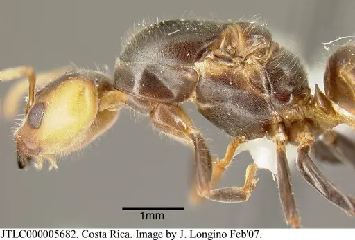 Azteca velox specimen JTLC000005682 image jtlc000005682_3
