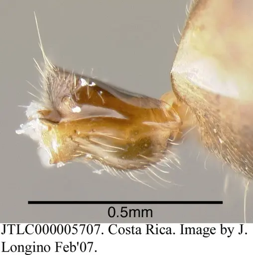 Azteca velox specimen JTLC000005707 image jtlc000005707_1