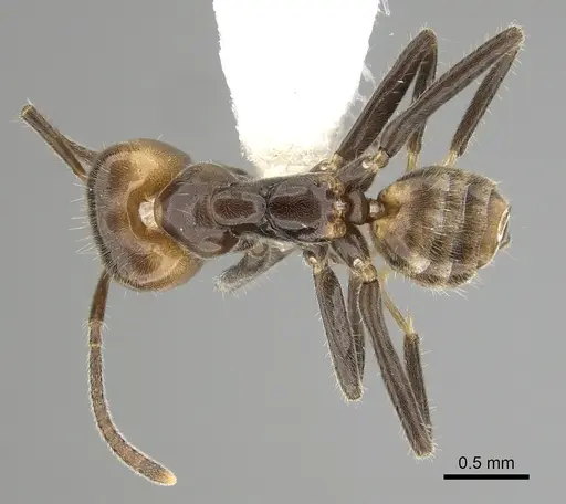 Azteca velox specimen JTLC000009545 image jtlc000009545_1