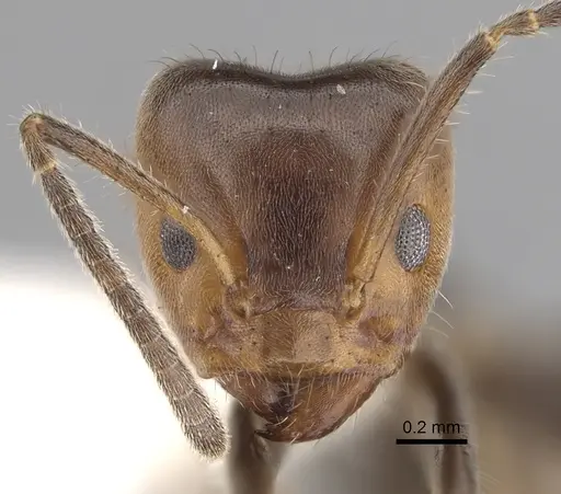 Azteca velox specimen JTLC000009545 image jtlc000009545_2