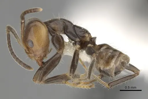 Azteca velox specimen JTLC000009545 image jtlc000009545_3