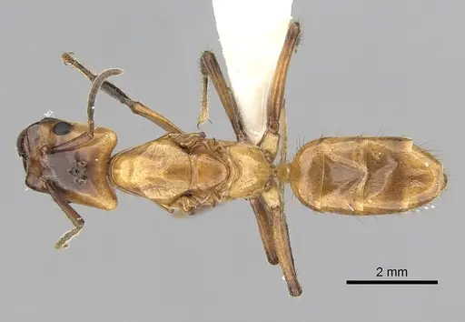Azteca xanthochroa specimen CASENT0249555 image casent0249555_1