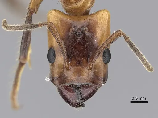 Azteca xanthochroa specimen CASENT0249555 image casent0249555_2