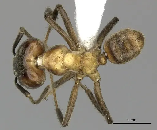 Azteca xanthochroa specimen CASENT0610377 image casent0610377_1