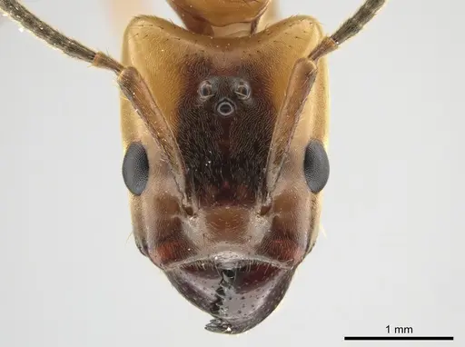 Azteca xanthochroa specimen CASENT0649877 image casent0649877_2