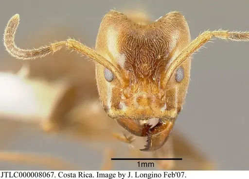 Azteca xanthochroa specimen JTLC000008067 image jtlc000008067_1