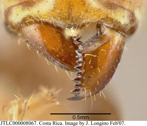Azteca xanthochroa specimen JTLC000008067 image jtlc000008067_2