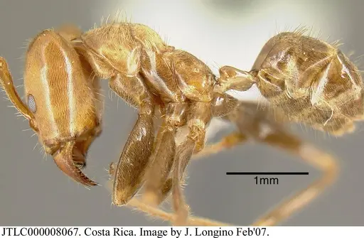 Azteca xanthochroa specimen JTLC000008067 image jtlc000008067_3