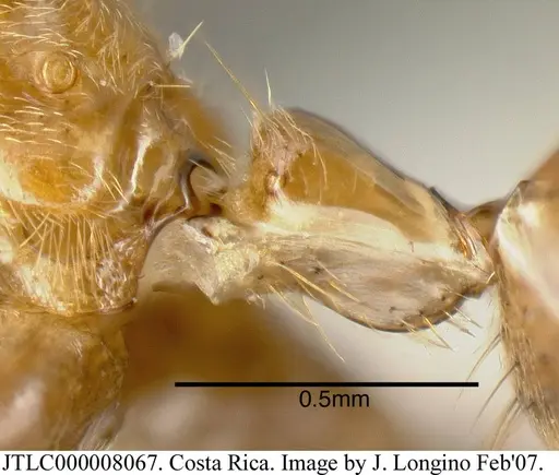 Azteca xanthochroa specimen JTLC000008067 image jtlc000008067_4