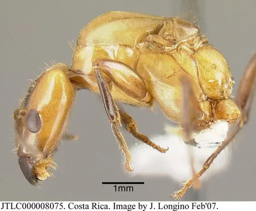 Azteca xanthochroa specimen JTLC000008075 image jtlc000008075_3