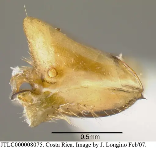 Azteca xanthochroa specimen JTLC000008075 image jtlc000008075_4