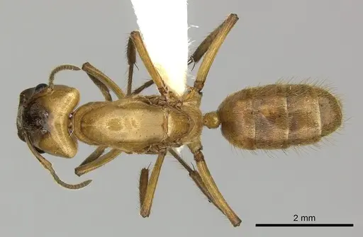 Azteca xanthochroa specimen JTLC000010294 image jtlc000010294_1