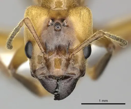 Azteca xanthochroa specimen JTLC000010294 image jtlc000010294_2