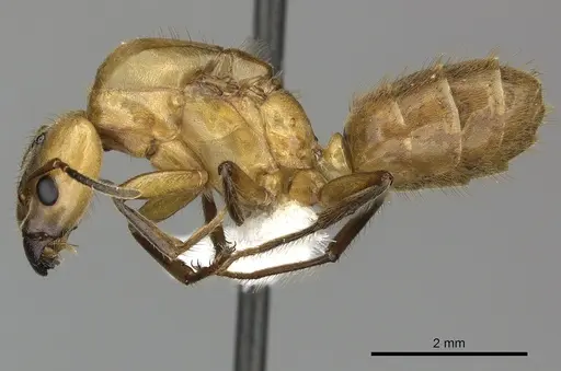 Azteca xanthochroa specimen JTLC000010294 image jtlc000010294_3