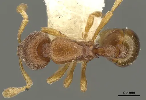 Baracidris meketra specimen CASENT0901013 image casent0901013_1