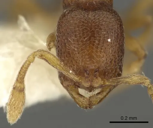 Baracidris meketra specimen CASENT0901013 image casent0901013_2