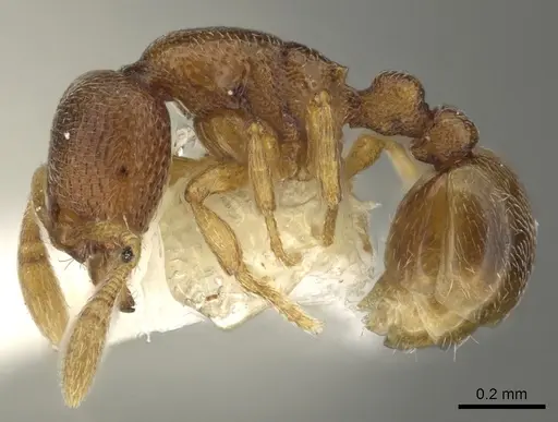 Baracidris meketra specimen CASENT0901013 image casent0901013_3
