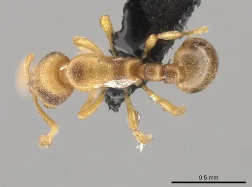 Baracidris meketra specimen KGCOL00625 image kgcol00625_1