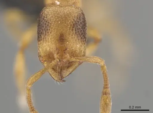Baracidris meketra specimen KGCOL00625 image kgcol00625_2