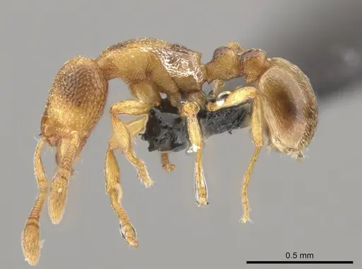 Baracidris meketra specimen KGCOL00625 image kgcol00625_3