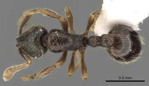Baracidris pilosa specimen CASENT0901014 image casent0901014_1