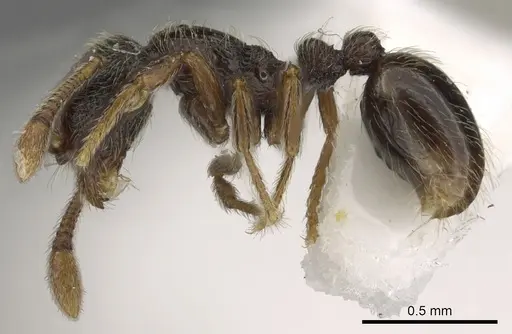 Baracidris pilosa specimen CASENT0901014 image casent0901014_3