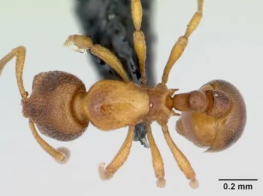 Baracidris sitra specimen CASENT0006829 image casent0006829_1