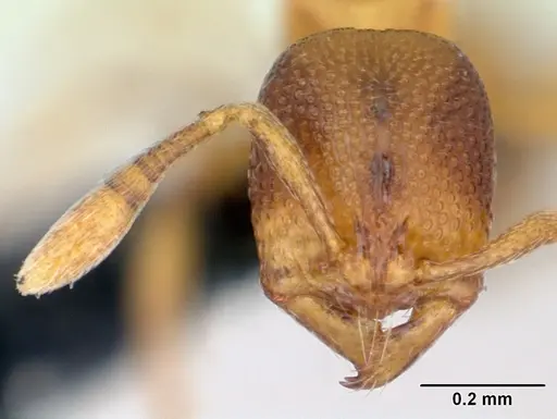 Baracidris sitra specimen CASENT0006829 image casent0006829_2