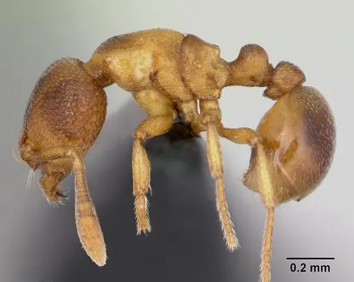 Baracidris sitra specimen CASENT0006829 image casent0006829_3