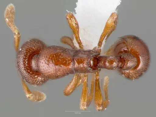 Baracidris sitra specimen CASENT0406851 image casent0406851_1