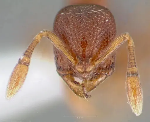 Baracidris sitra specimen CASENT0406851 image casent0406851_2