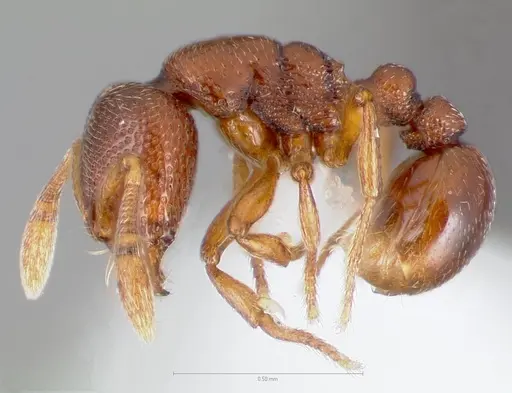 Baracidris sitra specimen CASENT0406851 image casent0406851_3