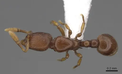 Baracidris sitra specimen CASENT0763760 image casent0763760_1