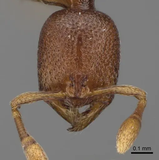 Baracidris sitra specimen CASENT0763760 image casent0763760_2