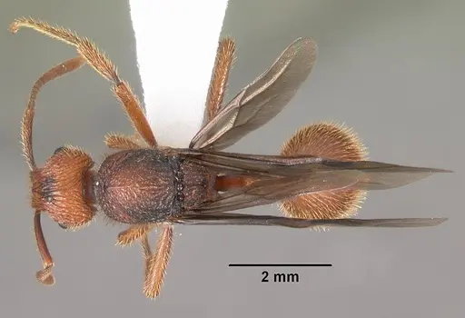 Bariamyrma hispidula specimen CASENT0102363 image casent0102363_1