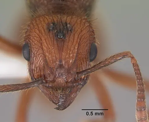 Bariamyrma hispidula specimen CASENT0102363 image casent0102363_2