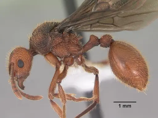 Bariamyrma hispidula specimen CASENT0102363 image casent0102363_3