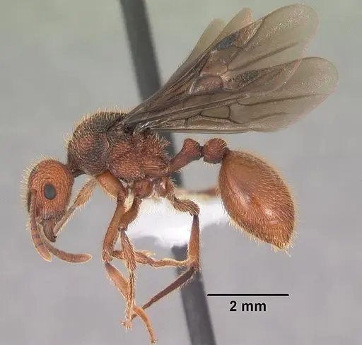 Bariamyrma hispidula specimen CASENT0102363 image casent0102363_4