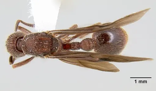 Bariamyrma hispidula specimen INB0003662387 image inb0003662387_1