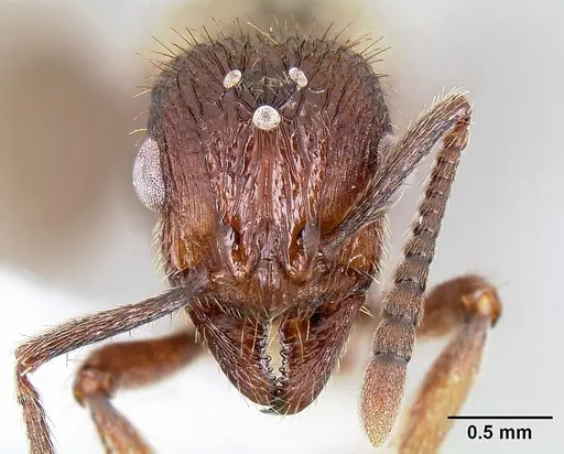 Bariamyrma hispidula specimen INB0003662387 image inb0003662387_2