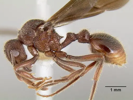 Bariamyrma hispidula specimen INB0003662387 image inb0003662387_3