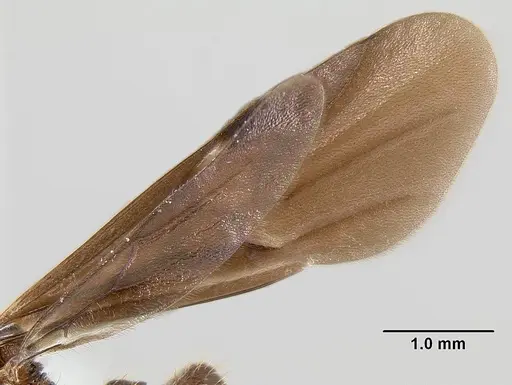 Bariamyrma hispidula specimen INB0003662387 image inb0003662387_4