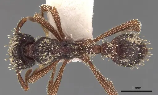 Basiceros browni specimen CASENT0900941 image casent0900941_1