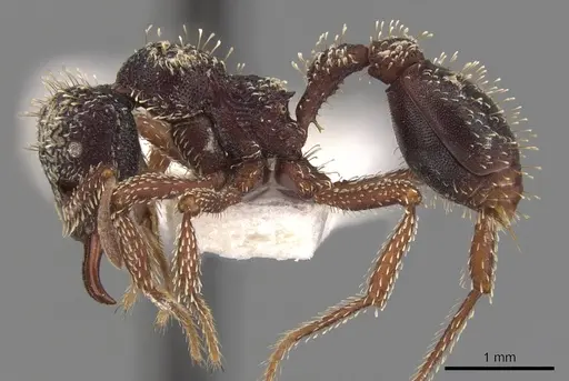Basiceros browni specimen CASENT0900941 image casent0900941_3