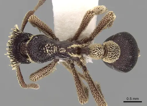 Basiceros conjugans specimen CASENT0280779 image casent0280779_1