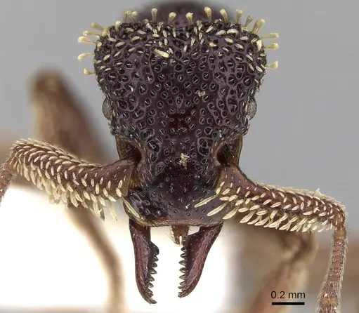 Basiceros conjugans specimen CASENT0280779 image casent0280779_2