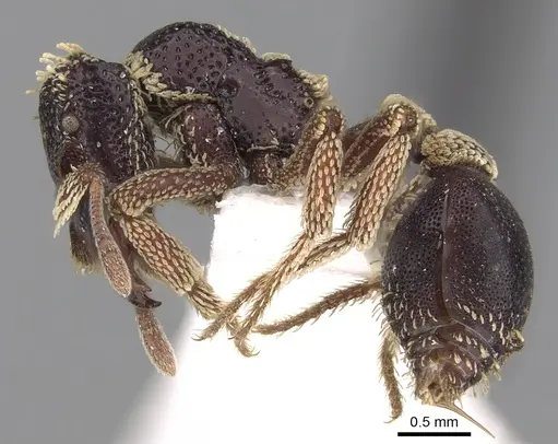 Basiceros conjugans specimen CASENT0280779 image casent0280779_3