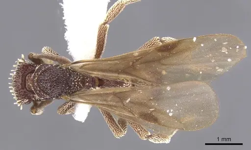 Basiceros conjugans specimen CASENT0912535 image casent0912535_1