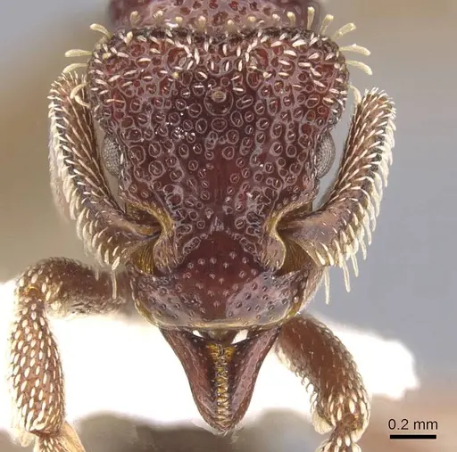 Basiceros conjugans specimen CASENT0912535 image casent0912535_2